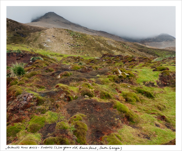 Oldest Living Things in The World Oldest Living Things in The World