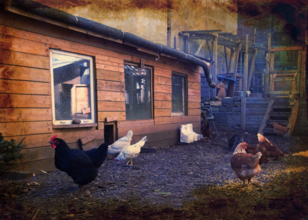 Support our Free Urban Farm Support our Free Urban Farm