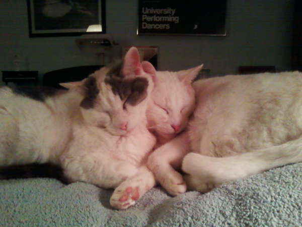 Cats in the Cradle Shelter and Sanctuary Fund Cats in the Cradle Shelter and Sanctuary Fund
