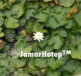 House of Jamar Hotep House of Jamar Hotep