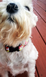 The White Schnauzer Boutique The White Schnauzer Boutique